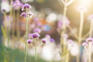 cropped-verbena-with-sunrise-SMNBLRQweb.jpg